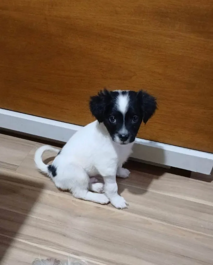Cachorro ra a SRD-ViraLata idade 2 a 6 meses nome Relâmpago 