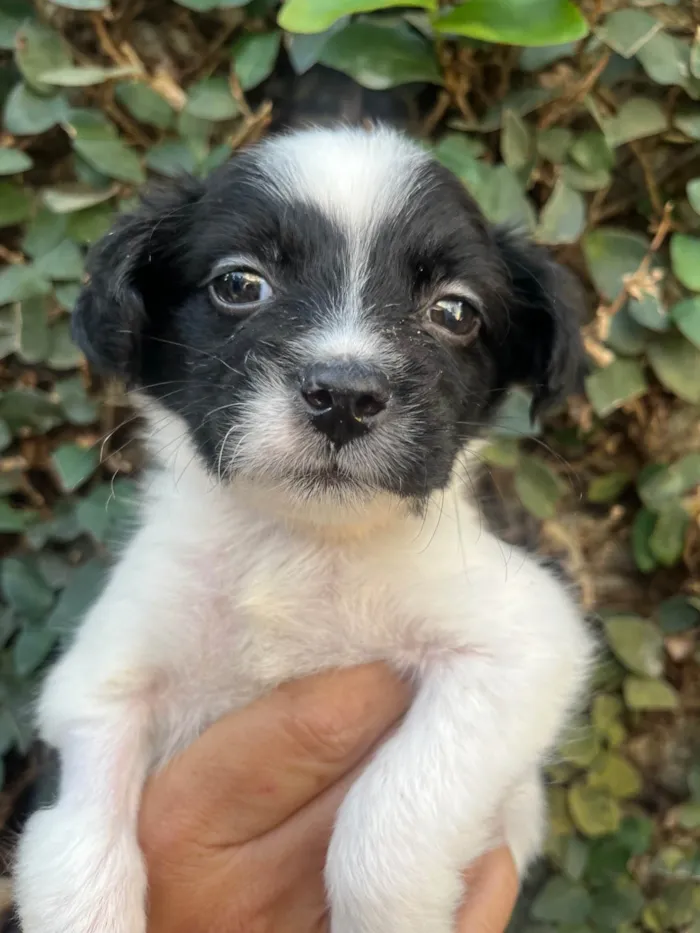 Cachorro ra a SRD-ViraLata idade 2 a 6 meses nome Relâmpago 