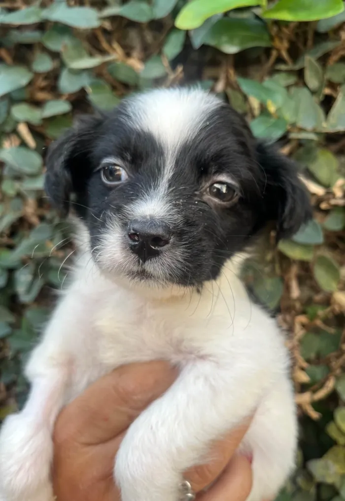 Cachorro ra a SRD-ViraLata idade 2 a 6 meses nome Relâmpago 