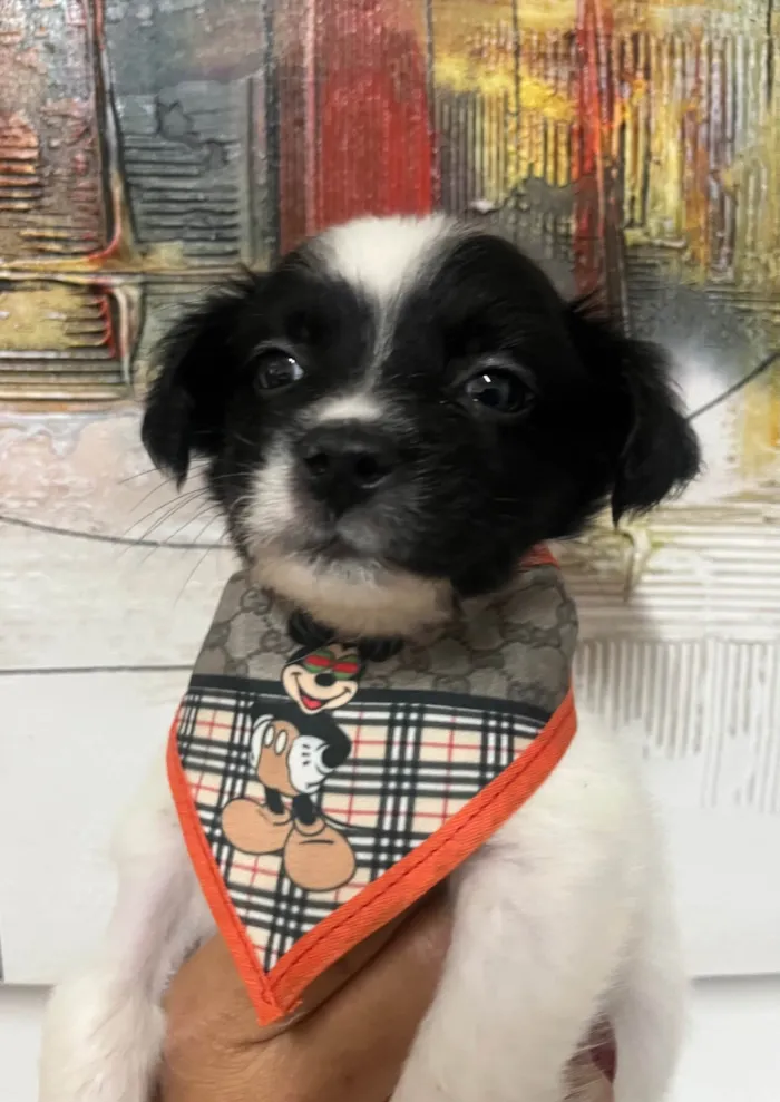 Cachorro ra a SRD-ViraLata idade 2 a 6 meses nome Relâmpago 