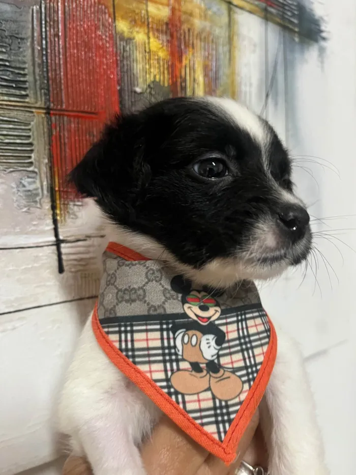 Cachorro ra a SRD-ViraLata idade 2 a 6 meses nome Relâmpago 