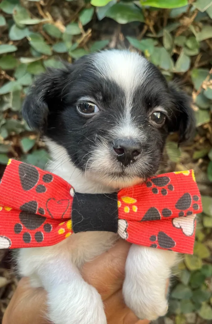 Cachorro ra a SRD-ViraLata idade 2 a 6 meses nome Relâmpago 