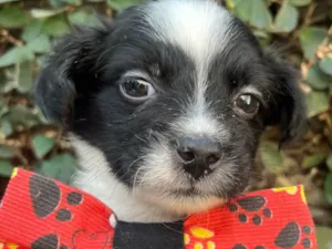 Cachorro raça SRD-ViraLata idade 2 a 6 meses nome Relâmpago 