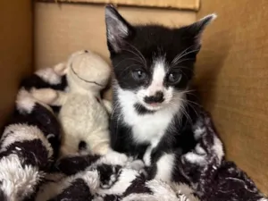 Gato raça SRD-ViraLata idade Abaixo de 2 meses nome Gatinhos