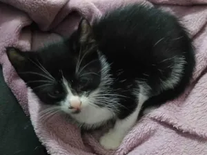 Gato raça SRD-ViraLata idade Abaixo de 2 meses nome Aurora