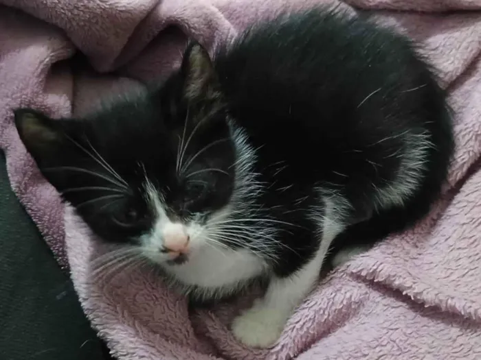 Gato ra a SRD-ViraLata idade Abaixo de 2 meses nome Aurora