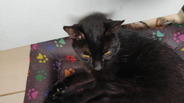 Gato ra a SRD-ViraLata idade 1 ano nome Tobi