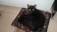 Tobi