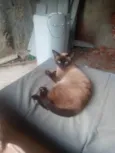 Gata