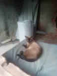 Gata