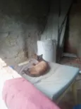 Gata