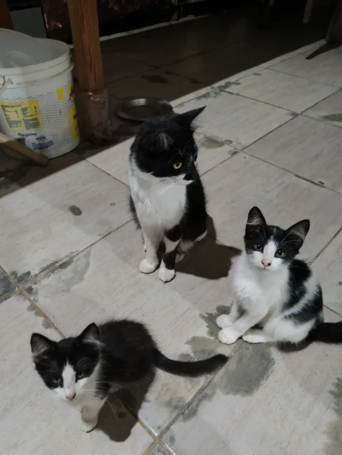 Gato ra a SRD-ViraLata idade 7 a 11 meses nome Meninada 