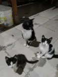 Meninada