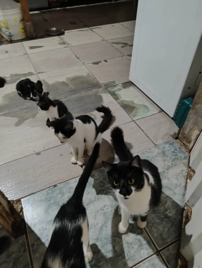 Gato ra a SRD-ViraLata idade 7 a 11 meses nome Meninada 