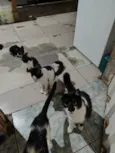 Meninada