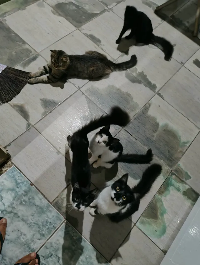 Gato ra a SRD-ViraLata idade 7 a 11 meses nome Meninada 