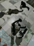 Meninada