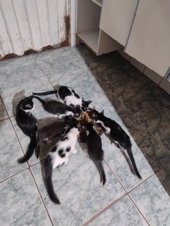 Gato ra a SRD-ViraLata idade 7 a 11 meses nome Meninada 