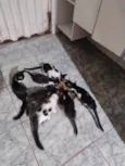 Meninada
