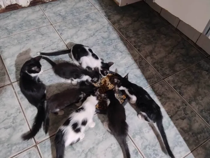 Gato ra a SRD-ViraLata idade 7 a 11 meses nome Meninada 