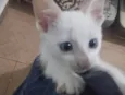 SIMBA - FILHOTE DE GATO