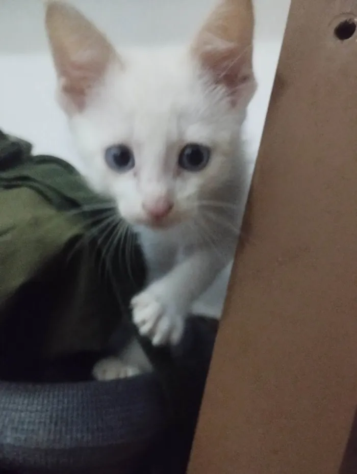 Gato ra a SRD-ViraLata idade Abaixo de 2 meses nome SIMBA - FILHOTE DE GATO 