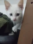 SIMBA - FILHOTE DE GATO