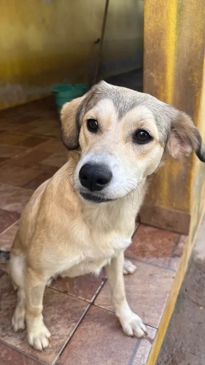 Cachorro ra a SRD-ViraLata idade 7 a 11 meses nome Branquinha 