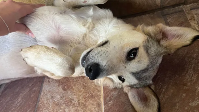 Cachorro ra a SRD-ViraLata idade 7 a 11 meses nome Branquinha 