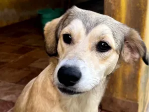 Cachorro raça SRD-ViraLata idade 7 a 11 meses nome Branquinha 