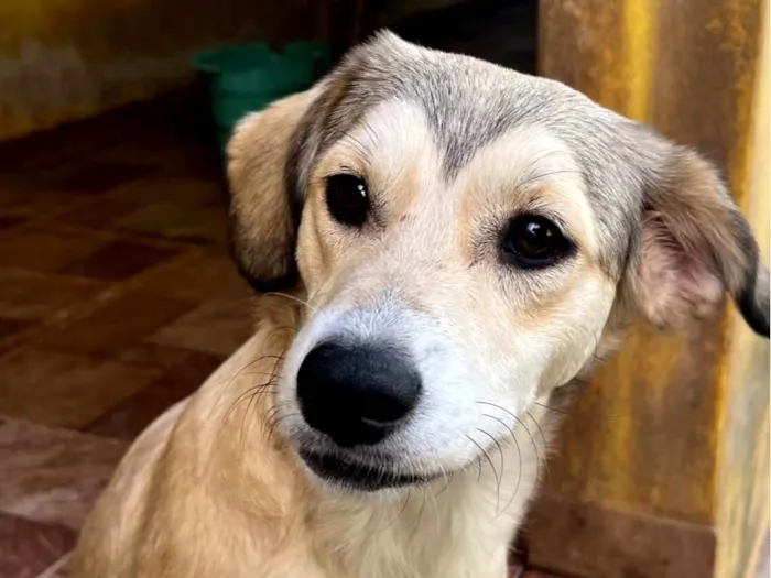 Cachorro ra a SRD-ViraLata idade 7 a 11 meses nome Branquinha 