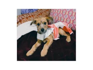 Cachorro raça SRD-ViraLata idade 2 a 6 meses nome Yuki
