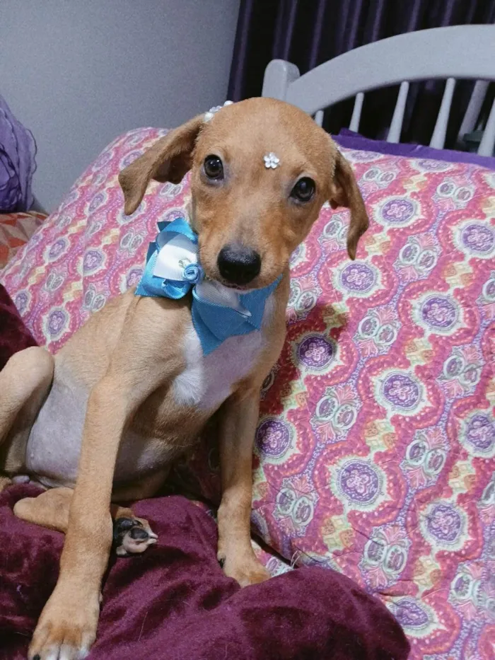 Cachorro ra a SRD-ViraLata idade 2 a 6 meses nome Kira