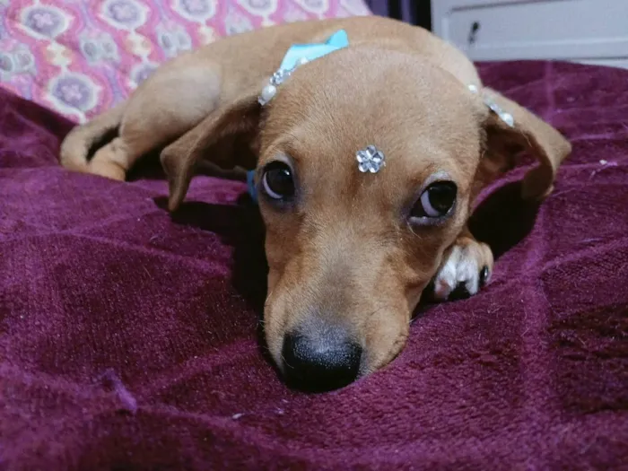 Cachorro ra a SRD-ViraLata idade 2 a 6 meses nome Kira