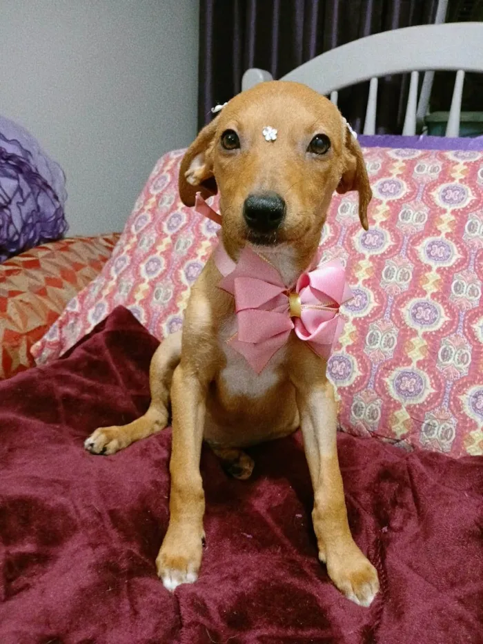 Cachorro ra a SRD-ViraLata idade 2 a 6 meses nome Kira