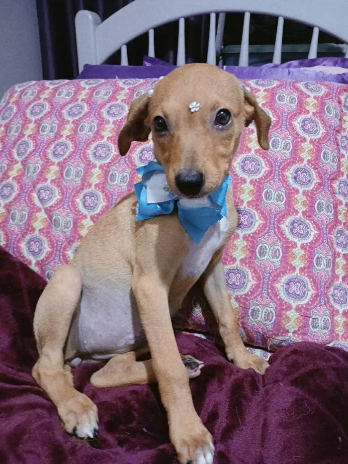 Cachorro ra a SRD-ViraLata idade 2 a 6 meses nome Kira