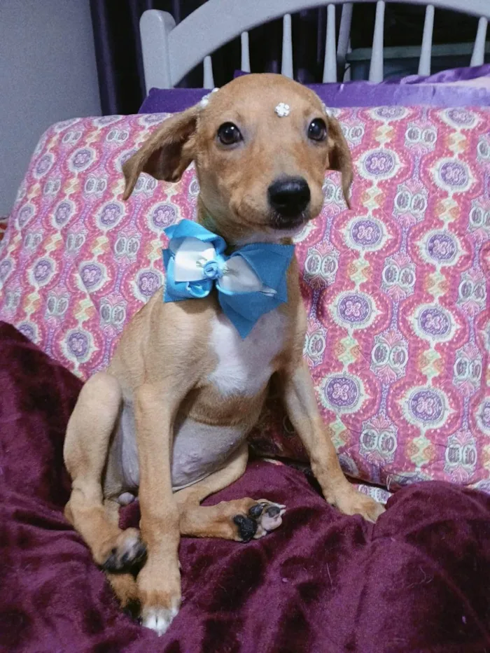 Cachorro ra a SRD-ViraLata idade 2 a 6 meses nome Kira