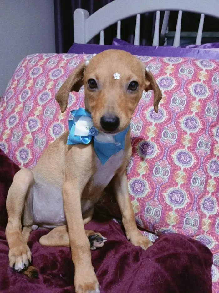 Cachorro ra a SRD-ViraLata idade 2 a 6 meses nome Kira