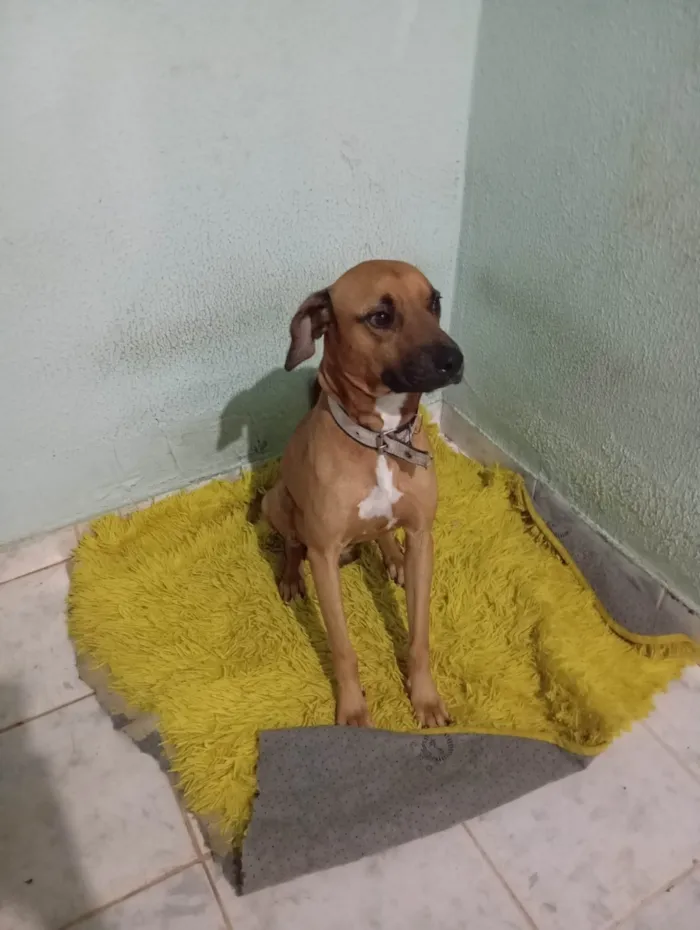 Cachorro ra a Boxer idade 2 anos nome Lucke