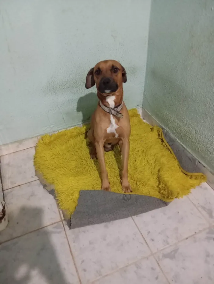 Cachorro ra a Boxer idade 2 anos nome Lucke