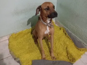 Cachorro raça Boxer idade 2 anos nome Lucke