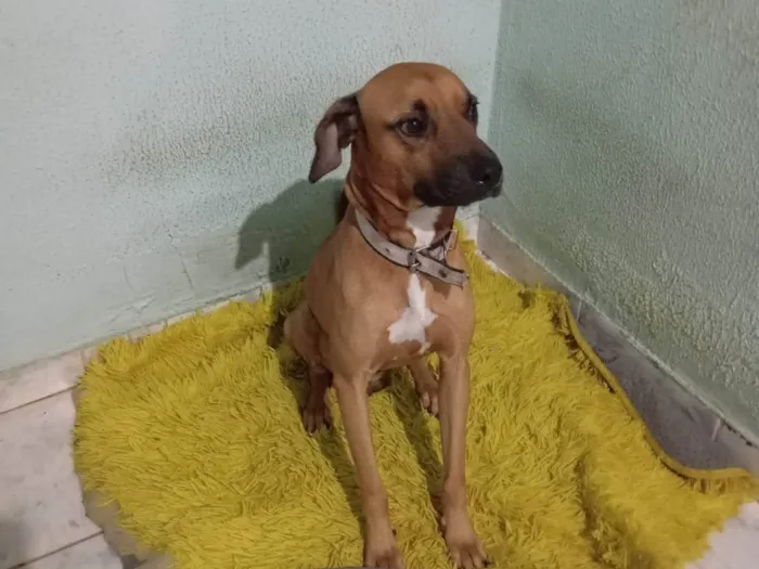 Cachorro ra a Boxer idade 2 anos nome Lucke
