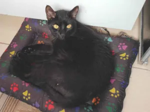 Gato raça SRD-ViraLata idade 1 ano nome Tobi
