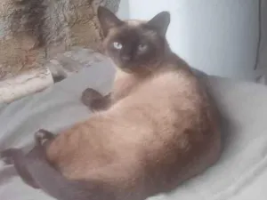 Gato raça SRD-ViraLata idade 1 ano nome Gata