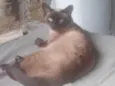 Gata