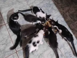 Gato raça SRD-ViraLata idade 7 a 11 meses nome Meninada 