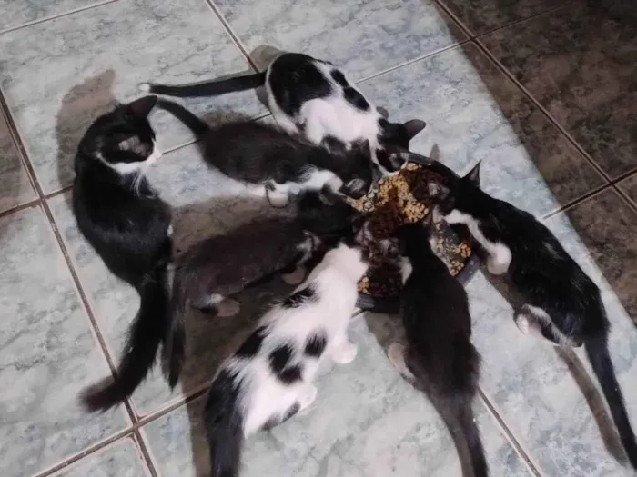 Gato ra a SRD-ViraLata idade 7 a 11 meses nome Meninada 