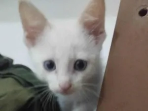 Gato raça SRD-ViraLata idade Abaixo de 2 meses nome SIMBA - FILHOTE DE GATO 