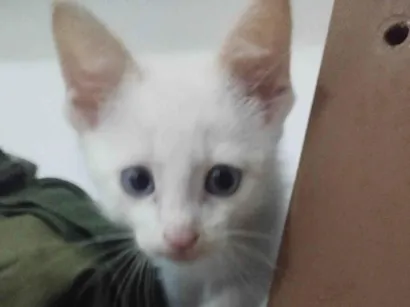 Gato raça SRD-ViraLata idade Abaixo de 2 meses nome SIMBA - FILHOTE DE GATO 