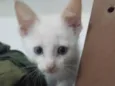 SIMBA - FILHOTE DE GATO